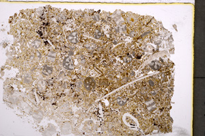 Plane Polarized, E22347