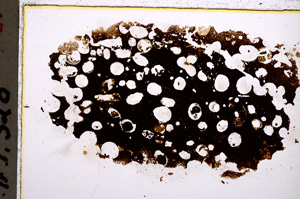 Plane Polarized, E22351