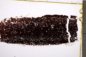 Plane Polarized, E22352