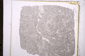 Plane Polarized, E22370