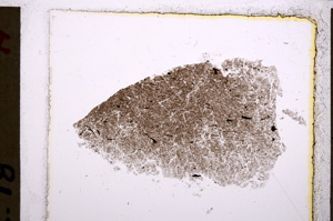 Plane Polarized, E22385