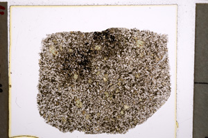 Plane Polarized, E22439