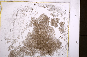 Plane Polarized, E22456