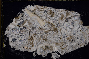 Cross Polarized, E22515