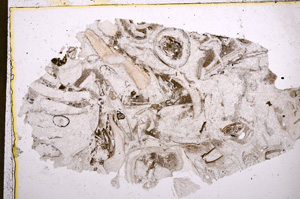 Plane Polarized, E22515