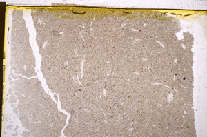 Plane Polarized, E22518