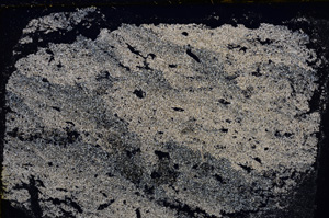 Cross Polarized, E22520