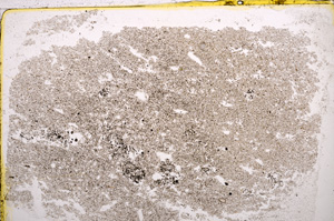 Plane Polarized, E22520