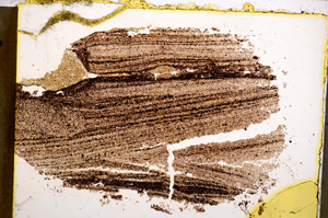 Plane Polarized, E22521