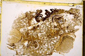 Plane Polarized, E22522