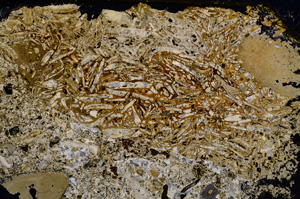 Cross Polarized, E22548