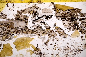 Plane Polarized, E22551