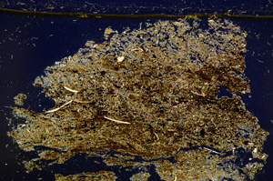 Cross Polarized, E22554