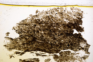 Plane Polarized, E22554