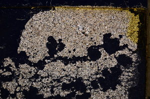 Cross Polarized, E22600