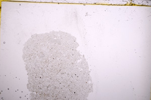 Plane Polarized, E22605