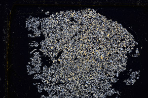 Cross Polarized, E22606