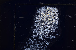 Cross Polarized, E22644