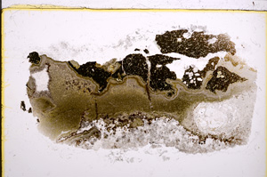 Plane Polarized, E22669