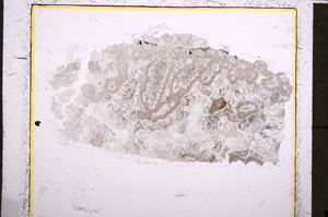 Plane Polarized, E22674