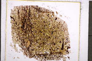 Plane Polarized, E22678