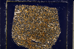 Cross Polarized, E22682