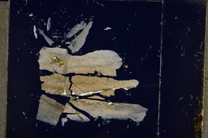Cross Polarized, E22727