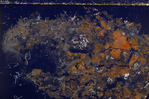 Cross Polarized, E22802