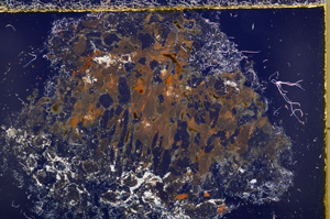 Cross Polarized, E22804