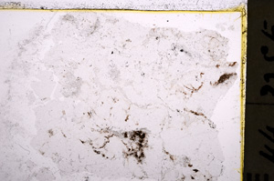Plane Polarized, E22823