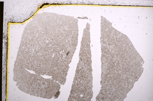 Plane Polarized, E22825