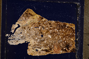 Cross Polarized, E22877