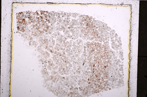 Plane Polarized, E22881