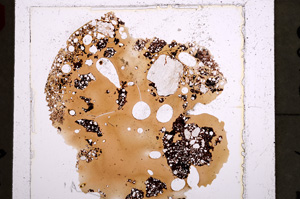 Plane Polarized, E22883