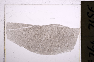 Plane Polarized, E22896