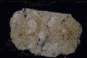 Cross Polarized, E23009