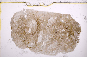 Plane Polarized, E23009