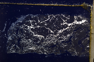 Cross Polarized, E23013