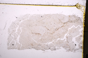 Plane Polarized, E23013