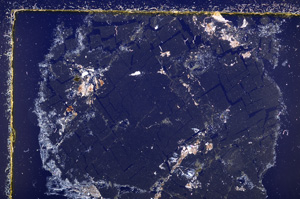 Cross Polarized, E23014