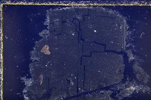 Cross Polarized, E23015