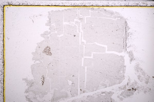 Plane Polarized, E23015