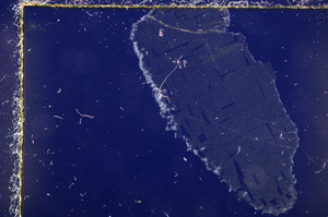 Cross Polarized, E23017