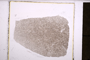 Plane Polarized, E23041