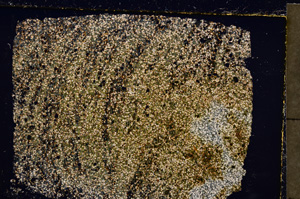 Cross Polarized, E23061