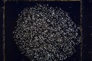 Cross Polarized, E23165