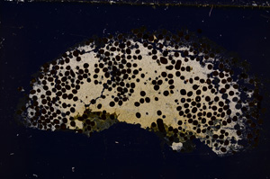 Cross Polarized, E23278