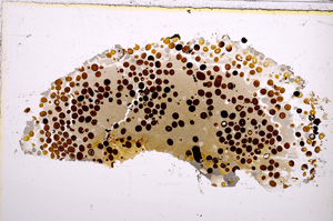 Plane Polarized, E23278