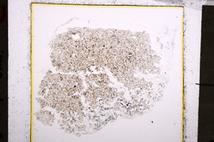 Plane Polarized, E23279