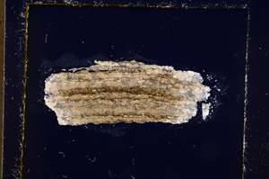 Cross Polarized, E23292